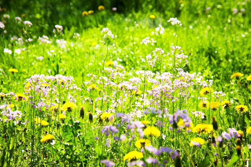 Vielfältige Tierwelt und exotische Pflanzen 6