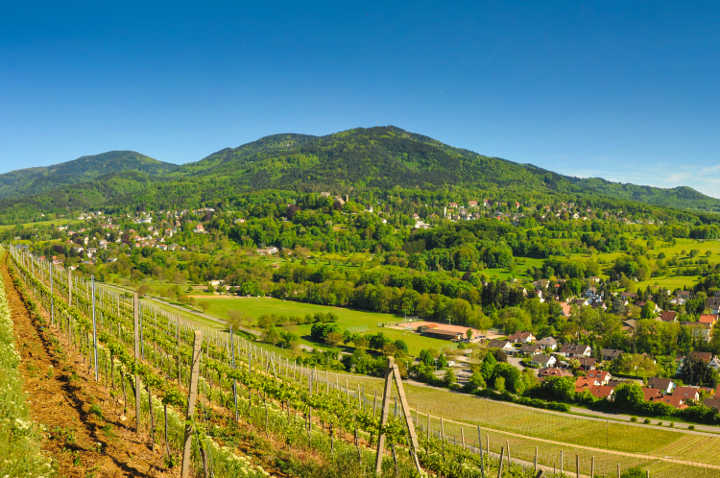 Weinberg mit Blick auf den Belchen (© Dirk Dölker)